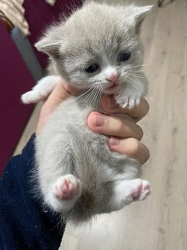 Pişiklər: Britan, Yaxşı əllərə — 1