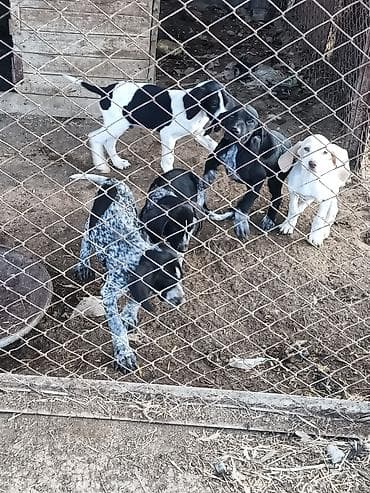 itlerin ucuz qiymete satisi: 2 ay, Erkek, Peyvəndli — 4