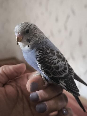 tutuquşlar: Məhsul: Dalmatin naxışlı, mavi çalarları olan dalğalı tutuquşu — 7