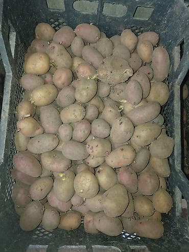 Salam yaxsi qirmizi qusar kartofdu toxumluqdu kim toxum isdese sepek