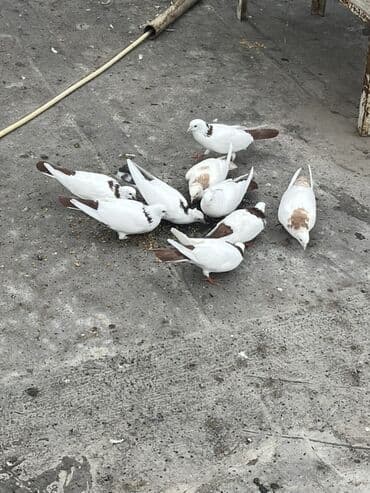 cütleşdirme: Salam 9 qus du abrez də var dəsdə də hamisi 180 m Ağ-qəhvəyi rəng — 1