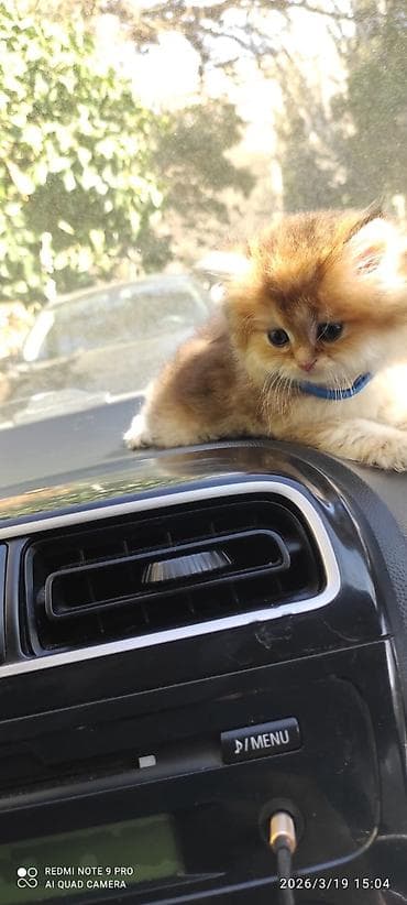 pişik pişik: Şotland — 1