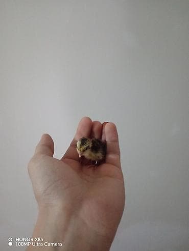 Bıldırcın cücələri əlaqə yalniz whatsapp - Növ: Bıldırcın (yeni