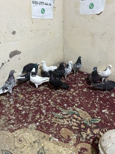 sebzi quşu: Hamisini goturen olsa 5 manatdan tek tek biri 10 manat — 1