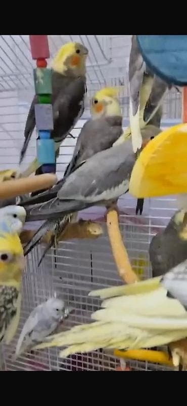 papağ şekili: Nimfa (cockatiel) tutuquşuları – müxtəlif rəng mutasiyaları - Növ — 3