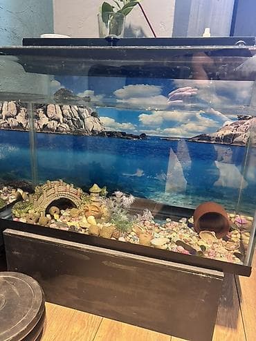 Akvaryum dəsti - Şüşə akvaryum: geniş ölçülü düzbucaqlı korpus, ön və