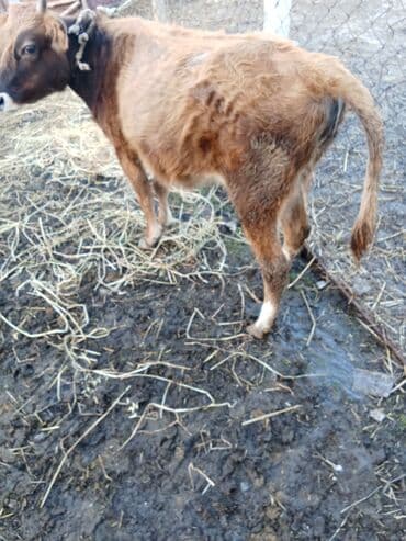 Inəklər, öküzlər: Hevan disdi superi bordağa damazdiqa yaraldi ciddi şexsler zeng vursun — 4