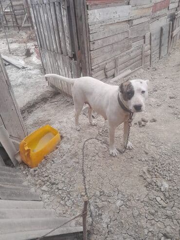 отдам собаку в хорошие руки: Дог, 1 год, С прививками — 3