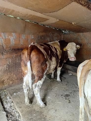 sort inəklər: Satılır: Simmental tipli 2 baş iri buynuzlu heyvan Xüsusiyyətlər: - — 3