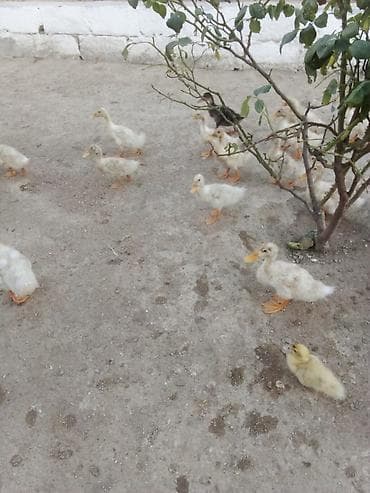 Ördəklər: Salam Pekin kuban ordekler satılır tam saqlam ətlik heyvanlardi — 2