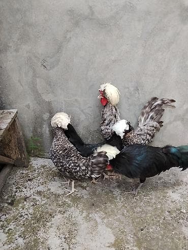 hinduşka satılır: Fizanlar satilir.Saglamdilar.Cutu 75 manat.Unvan Şəki.Baki və bəzi — 1