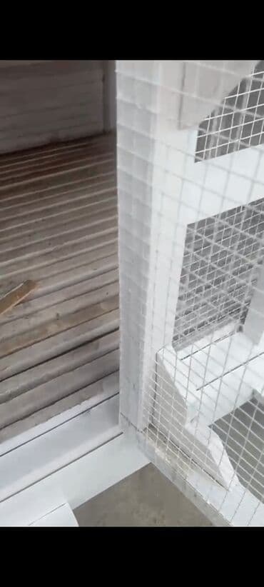 пекинес цена в баку: Пекинес, 1 год, Самец — 8