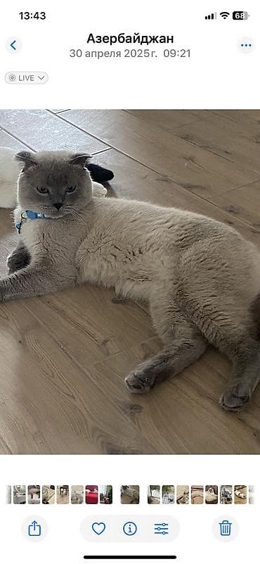 xaski it sekilleri: Şotland yastı qulaq, Erkək — 5