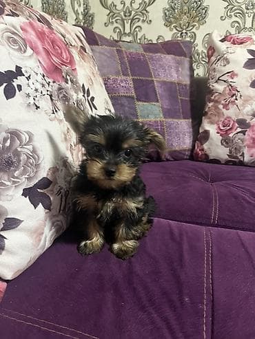 york terrier: Yorkşir teryer, 2 ay — 3