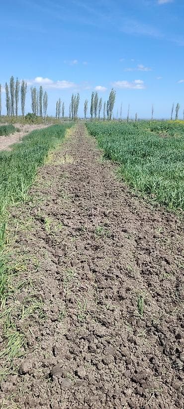 Meyvə bağı – damcı suvarma sistemi ilə - Ərazi: geniş, becərilmiş