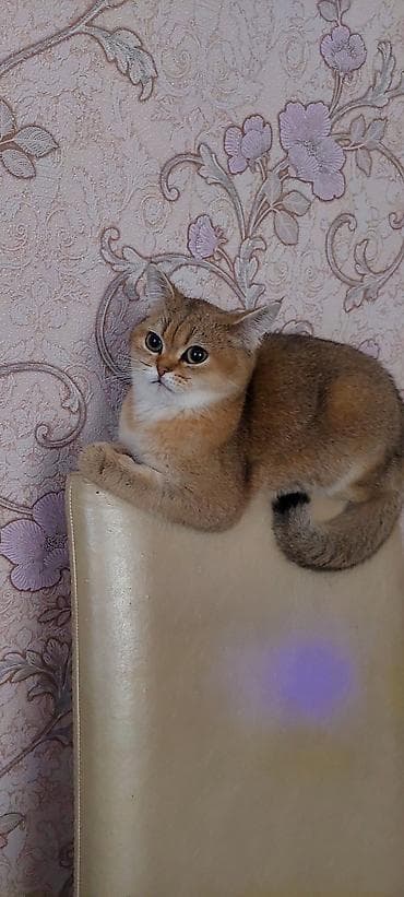 heyvan şəkilləri: Qızıl şinşilla, Dişi, Cütləşmə üçün — 1