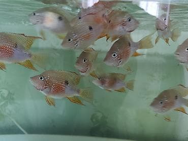 bala itler: Eliot balığı, Yırtıcı, Ünvandan götürmə, Ödənişli çatdırılma — 5