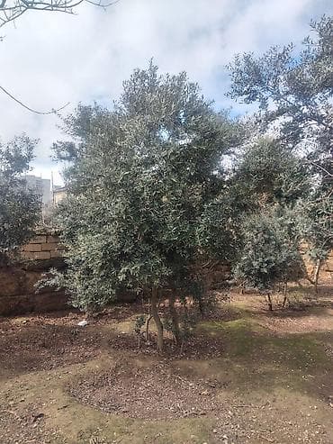 lipa agaci: Zeytun ağacları - Seçim: müxtəlif ölçü və yaşlarda zeytun ağacları - — 6