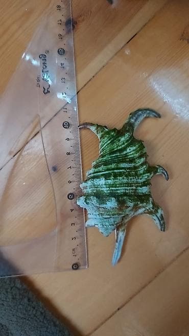 keci heleb: Dəniz ilbizlərinin iri ölçülü qabıqları – dekorasiya və kolleksiya — 2