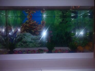 betta balıq: Betta (Petuşok balığı), Yırtıcı, Ünvandan götürmə — 2