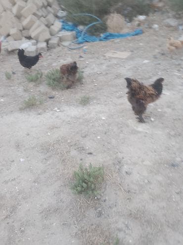 heyvanlar: Salam. Bramo toyoqlarıdı. Sağlam və baxımlı heyvanlardır. 1 yaşları — 3