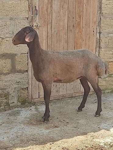 Dişi, Qala, il: 1