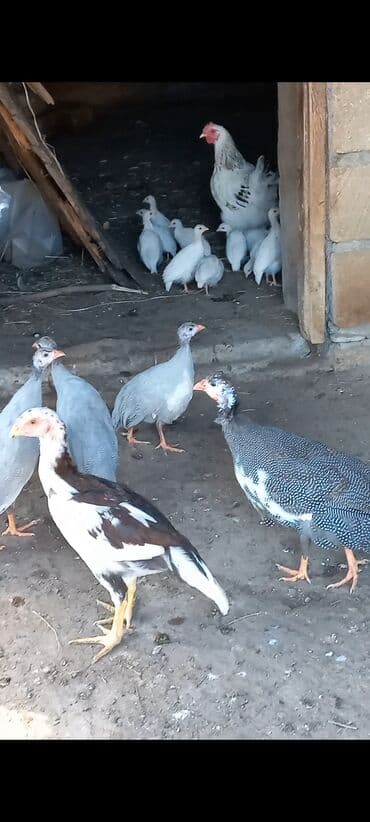 сливочное масло в баку: Şəkildə görduyunuz 3 ədəd boz sinəsi ağ 3 aylıq firəng quşlar — 2