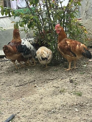 Toyuq, Damazlıq