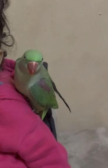 tutuqusu satilir: Aleksandrin tutuquşu (Psittacula eupatria) – əhliləşdirilmiş, insanla — 2