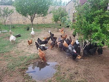 ucuz toyuqlar: Toyuq, Damazlıq, Ünvandan götürmə — 3