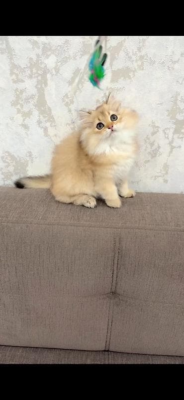 Pişiklər: Şinşilla — 2