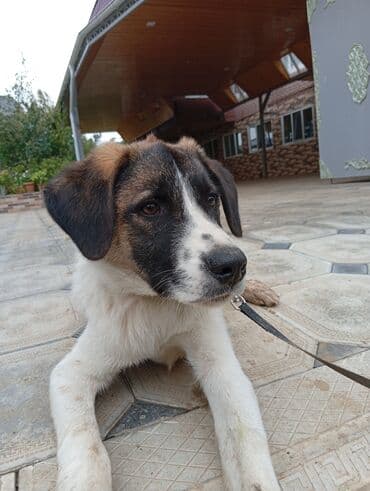 купить собаку в: İt – alanbay iti ilə alman qurdu cinsi - Rəng: ağ bədən, qara-ağ — 2