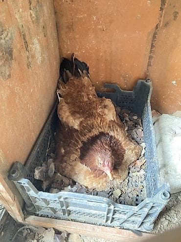 Atlar: Kürt heyratı toyuq Cavandı 9 aylıqdı 1 həftədən çox olar yatıb — 1