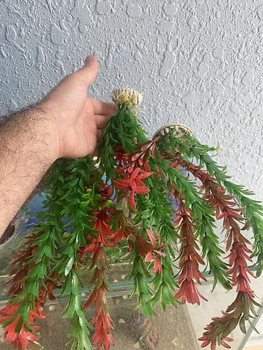 afcarka balasi erkey: Akvarium-şkaf, Boş, 90 l, Ünvandan götürmə — 6