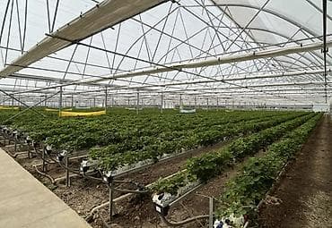 Şitillər: Parnik illik icarəyə verilir Çox xahiş olunur bu sahədə fəaloyyət — 4