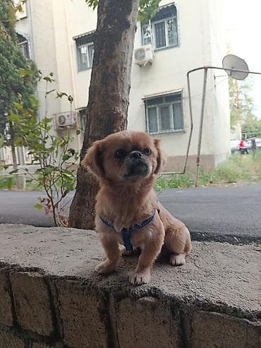 it alman: Pekines, 1 il, Erkək, Ünvandan götürmə — 5