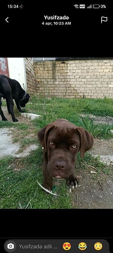 tula it: 3 ay, Dişi, Pulsuz çatdırılma — 1