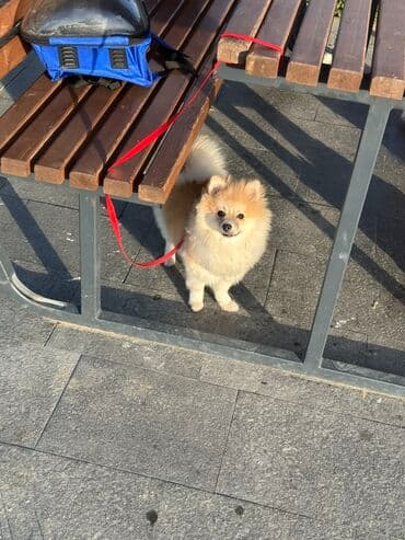 çin aslanı: Şpitz, 8 ay, Dişi — 4