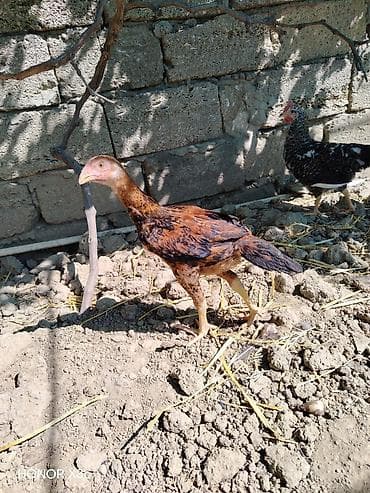 cuca: 3 ayliq heyrati cuceleri tam saglamdir 5 ededir tek satilmir unvan — 2