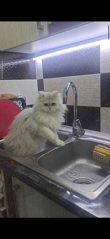 pişiy: Dişidi çütleşdirilir 0702500507 — 7