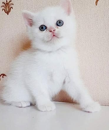 şinşila pişik haqqında məlumat: Yaxşı əllərə — 4