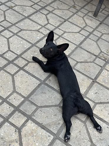 qurdbasar itləri: Zvonok, 2 ay, Dişi, Sənədli, Ödənişli çatdırılma — 2