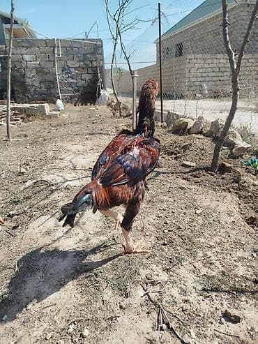 xoruz sekilleri: Cinsi: Döyüş tipli uzunboy quş (xoruz) Rəngi: Qırmızı-qara qarışıq — 2