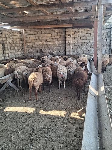 əmlik quzu: Quzu.Super kök erkək quzular.200 baş.Öz həyətimin — 5