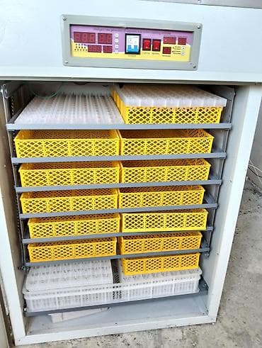 Аренда оборудования: 1500 яиц, Полностью автоматическая — 10