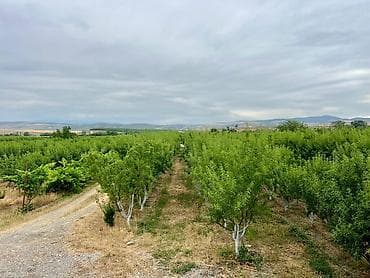 hise verilmis bogaz: Badam bağı 8 yaşında. Şabranda 8 ha Badam bağı, ceşidi Feraduel və — 9