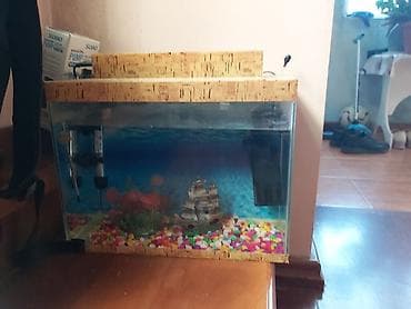 Şəxsi əşyalar: Axvarium. təxmini ölçüləri 500x400x250mm.işlək vəziyyətdədir.içində — 2