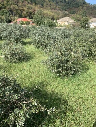 купить дом в баку гарачухур: 70 соток, Для сельского хозяйства, Бялядия (муниципалитет), Техпаспорт — 8