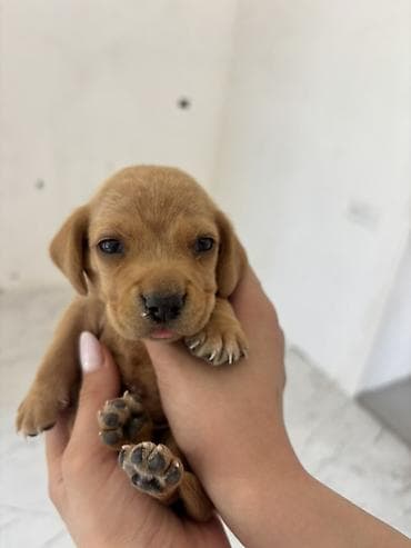 zvanok iti satışı: Koker spaniel taksa qarisigi 23 gunluk baladirlar — 1