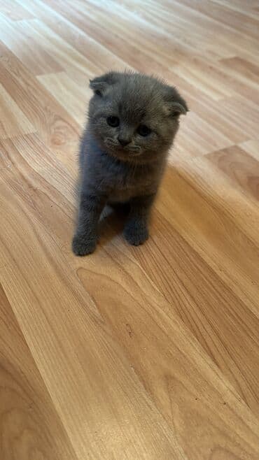 pişik baytarı: Britan yastı qulaq — 3